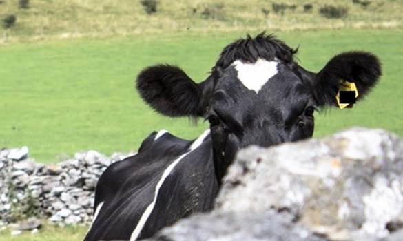 A cow in a field     